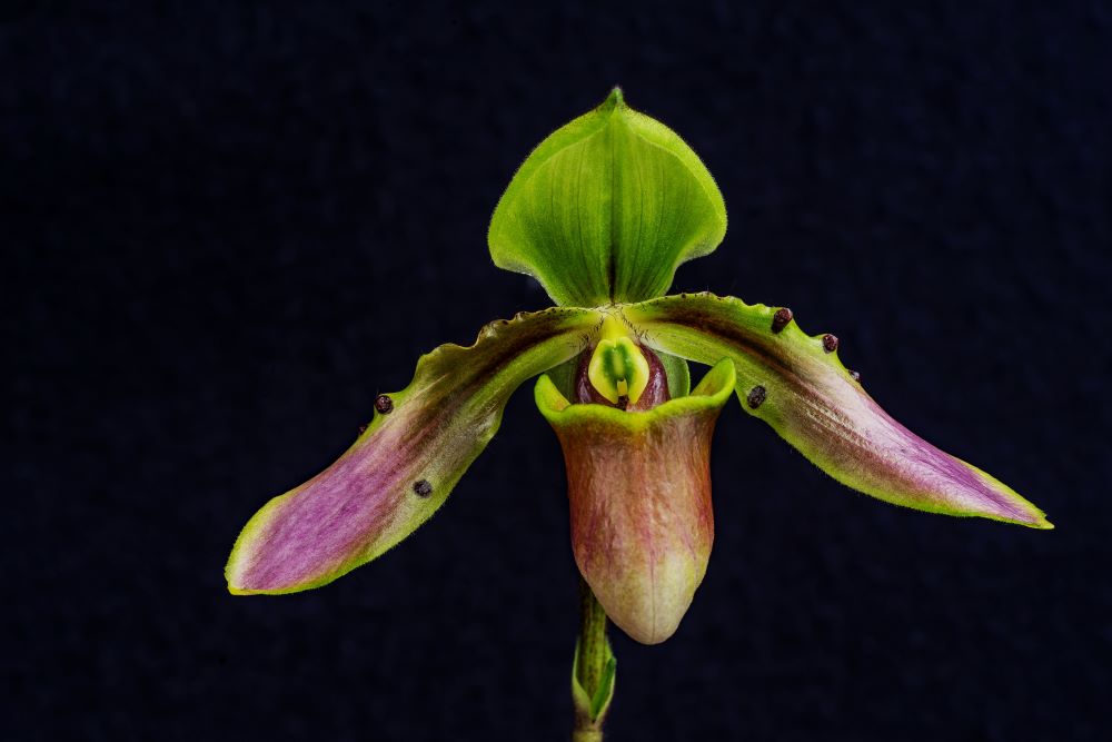 Der Paphiopedilum bullenianum Komplex